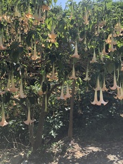 Brugmansia