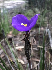Patersonia occidentalis