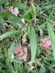 Persicaria punctata