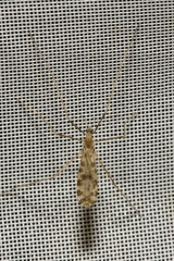 Ilisia maculata