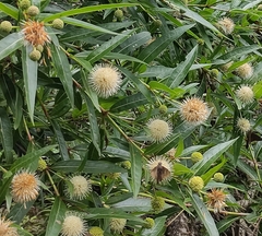 Cephalanthus salicifolius