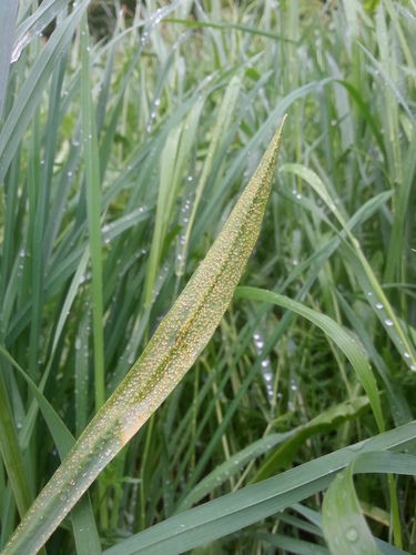 Puccinia hysterium