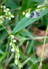 Persicaria punctata