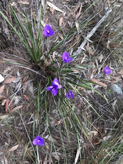 Patersonia occidentalis
