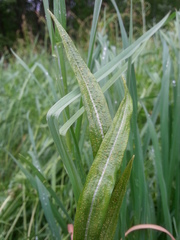 Puccinia hysterium