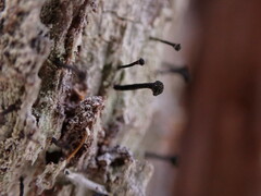 Caliciaceae