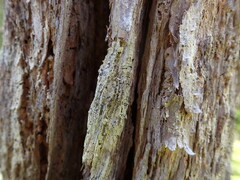 Caliciaceae