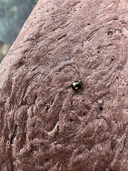 Hyperaspis esmeraldas