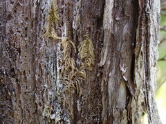 Hypnum circinale