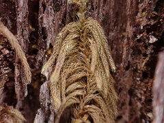 Hypnum circinale