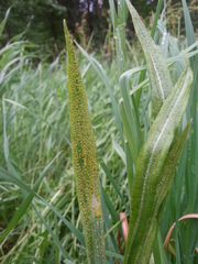 Puccinia hysterium