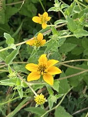 Sclerocarpus uniserialis