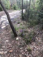 Patersonia occidentalis