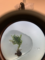 Atrichum altecristatum