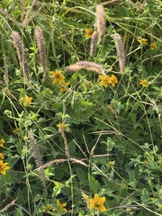 Sclerocarpus uniserialis