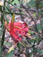 Lambertia formosa