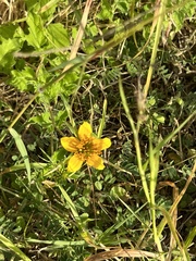 Sclerocarpus uniserialis