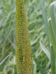 Puccinia hysterium