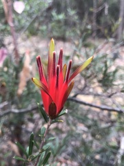 Lambertia formosa