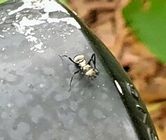 Polyrhachis cupreata
