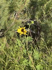 Sclerocarpus uniserialis