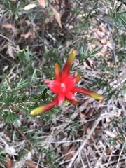 Lambertia formosa