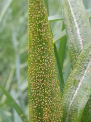 Puccinia hysterium