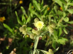 Andryala integrifolia