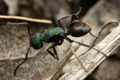 Polyrhachis hookeri