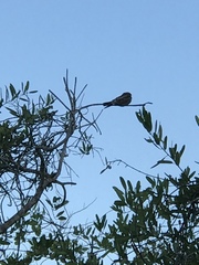 Chordeiles acutipennis