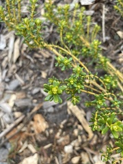Olearia solandri