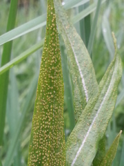 Puccinia hysterium