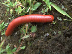Diplopoda
