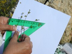 Campanula erinus