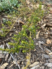 Olearia solandri