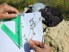 Campanula erinus