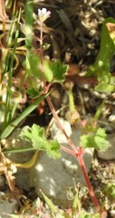 Geranium rotundifolium