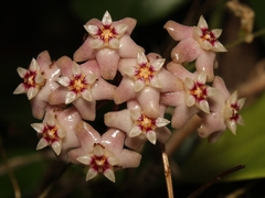 Hoya