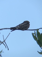 Chordeiles acutipennis