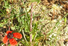 Campanula erinus