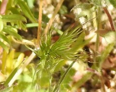 Bromus madritensis