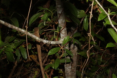 Pittosporum venulosum