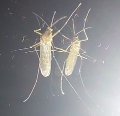 Culex pipiens