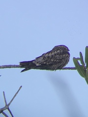 Chordeiles acutipennis