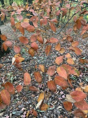 Amelanchier arborea