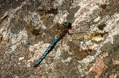 Aeshna caerulea