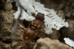 Meranoplus