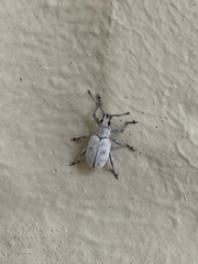 Myllocerus undecimpustulatus