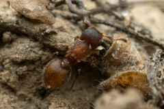 Meranoplus