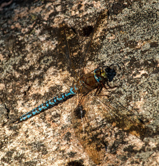 Aeshna caerulea